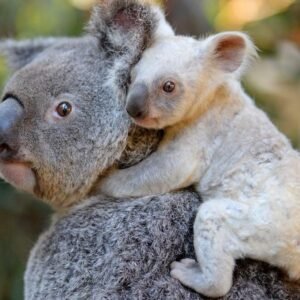 Parco naturale con i koala
