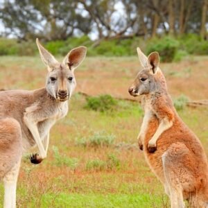 Parco naturale con i canguri