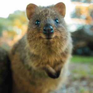 Parco naturale con i quokka